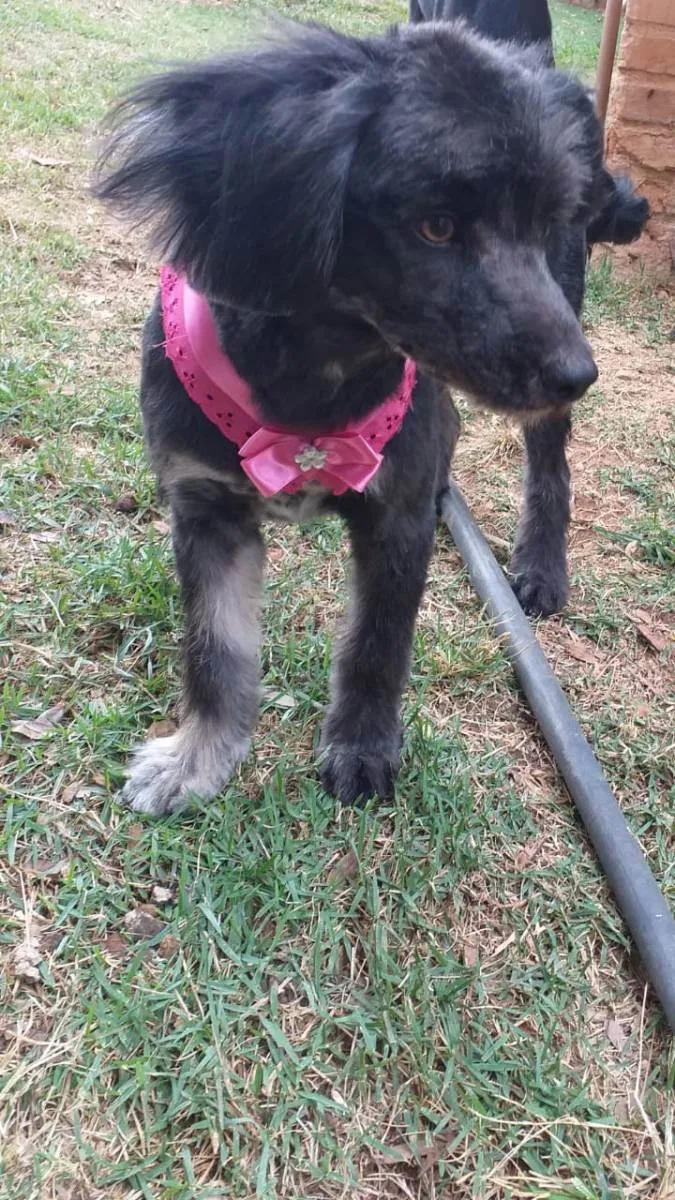 Cachorro ra a  idade 1 ano nome Bebel