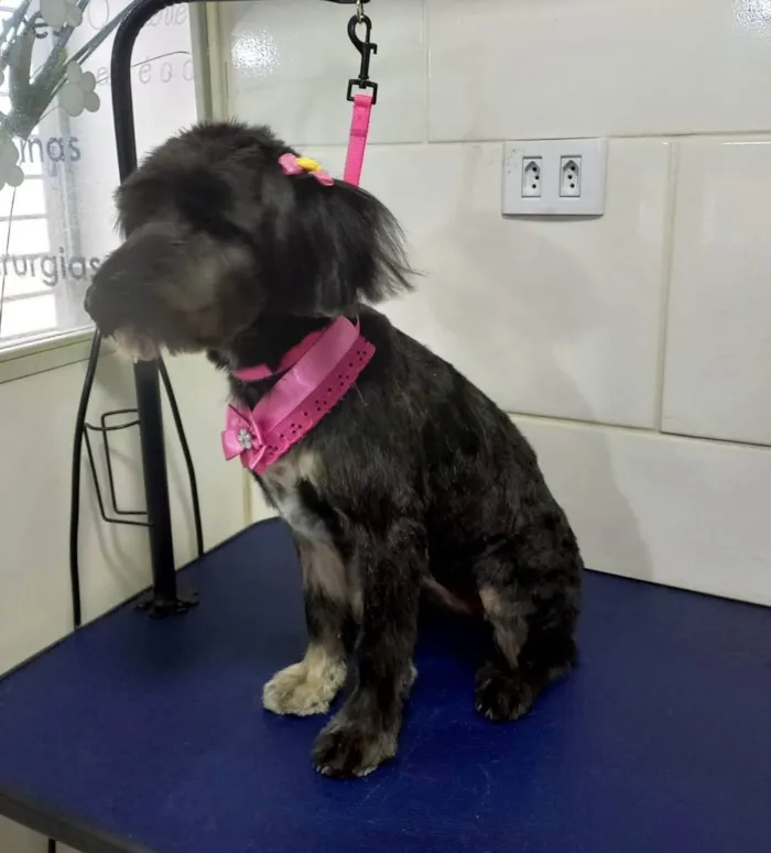 Cachorro ra a  idade 1 ano nome Bebel