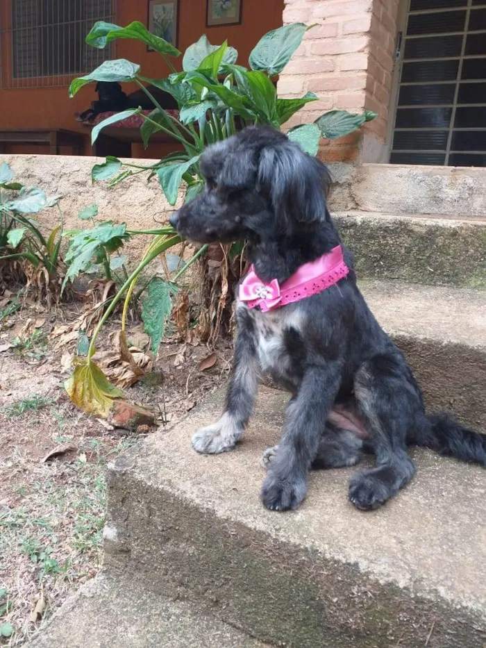Cachorro ra a  idade 1 ano nome Bebel