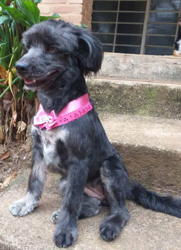 Cachorro ra a  idade 1 ano nome Bebel
