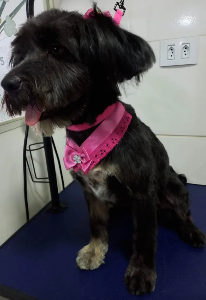 Cachorro ra a  idade 1 ano nome Bebel