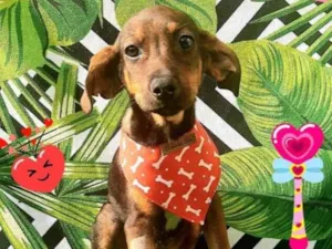 Cachorro raça Srd idade 2 a 6 meses nome Tico 