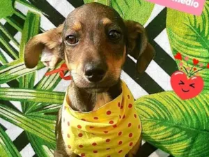 Cachorro raça Srd idade 2 a 6 meses nome Teco