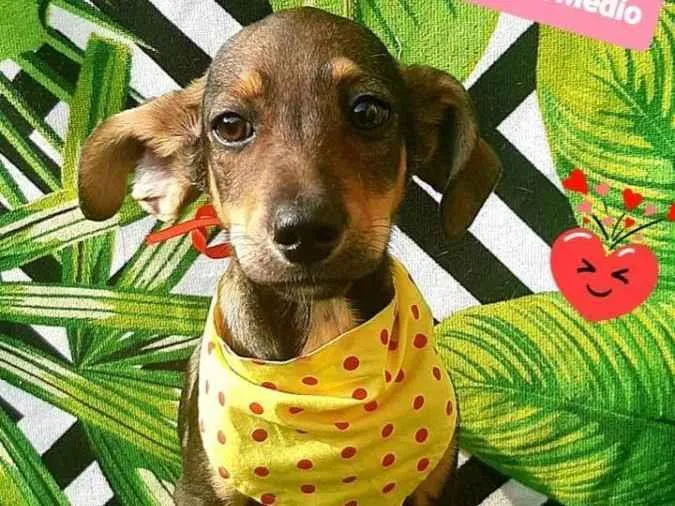 Cachorro raça Srd idade 2 a 6 meses nome Teco