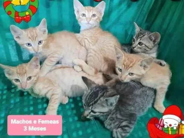 Gato raça Srd idade 2 a 6 meses nome Filhotes