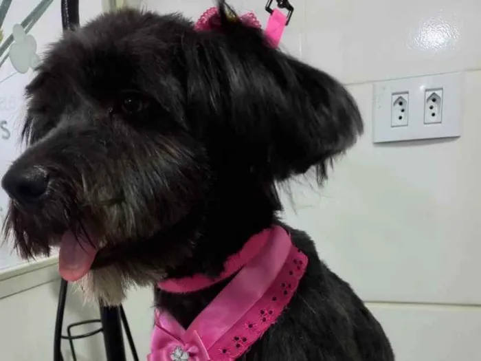Cachorro ra a  idade 1 ano nome Bebel