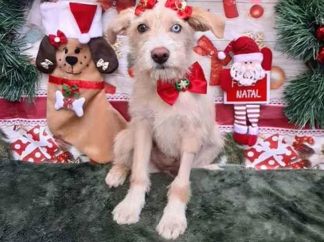 Cachorro raça Srd idade 2 a 6 meses nome Meredith 