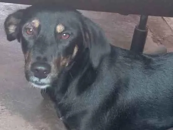 Cachorro ra a  idade Abaixo de 2 meses nome Lesse