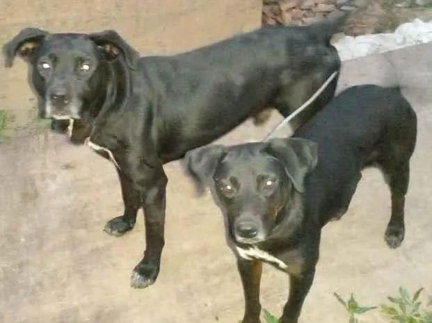 Cachorro ra a Labrador idade 2 anos nome Tauros