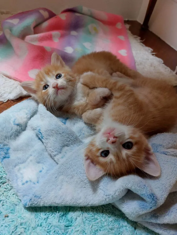 Gato raça srd idade Abaixo de 2 meses nome Gainhos Fofos