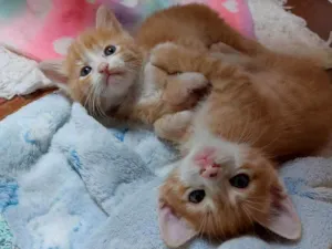 Gato raça srd idade Abaixo de 2 meses nome Gainhos Fofos