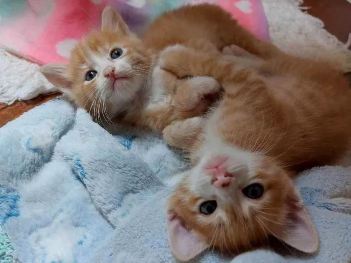 Gato raça srd idade Abaixo de 2 meses nome Gainhos Fofos