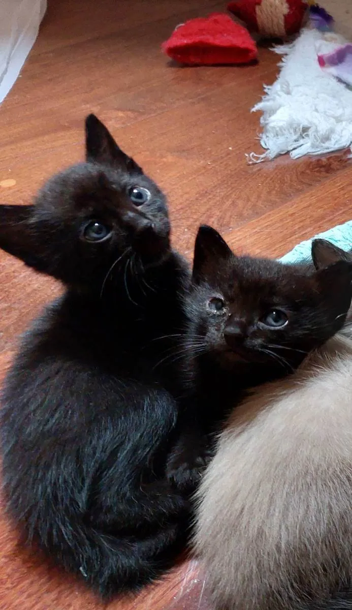 Gato raça srd idade Abaixo de 2 meses nome Gainhos Fofos