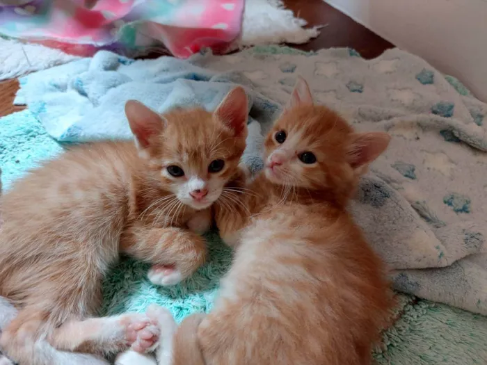 Gato raça srd idade Abaixo de 2 meses nome Gainhos Fofos