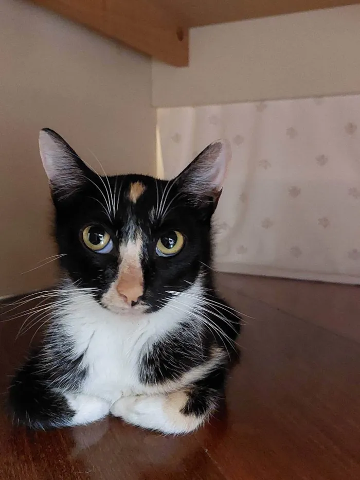 Gato raça srd idade Abaixo de 2 meses nome Gainhos Fofos