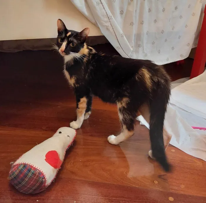 Gato raça srd idade Abaixo de 2 meses nome Gainhos Fofos