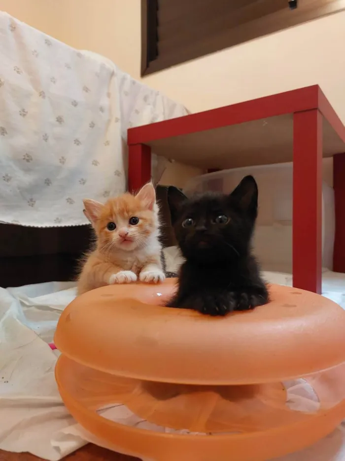 Gato raça srd idade Abaixo de 2 meses nome Gainhos Fofos