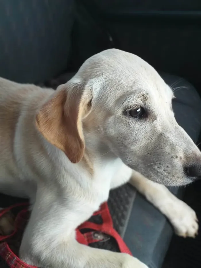 Cachorro ra a  idade 7 a 11 meses nome Dominique