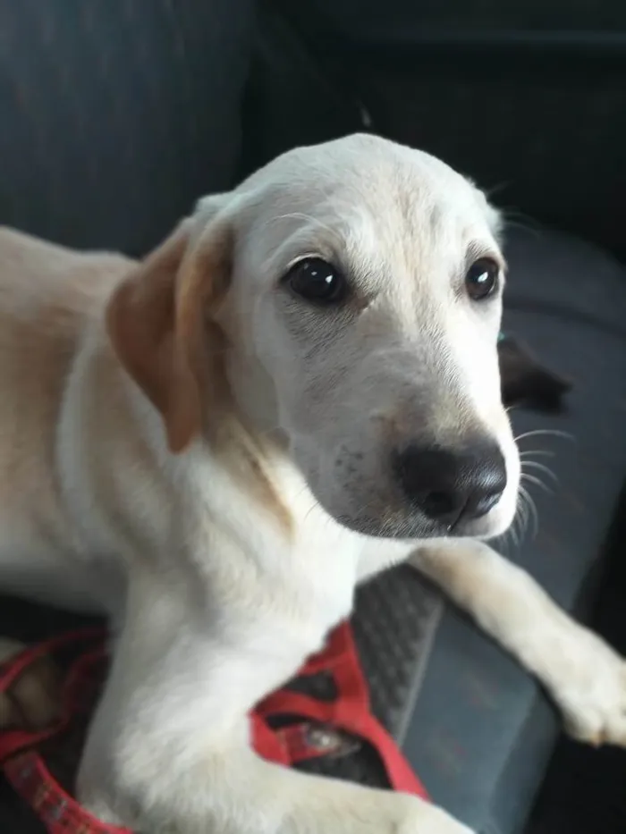 Cachorro ra a  idade 7 a 11 meses nome Dominique