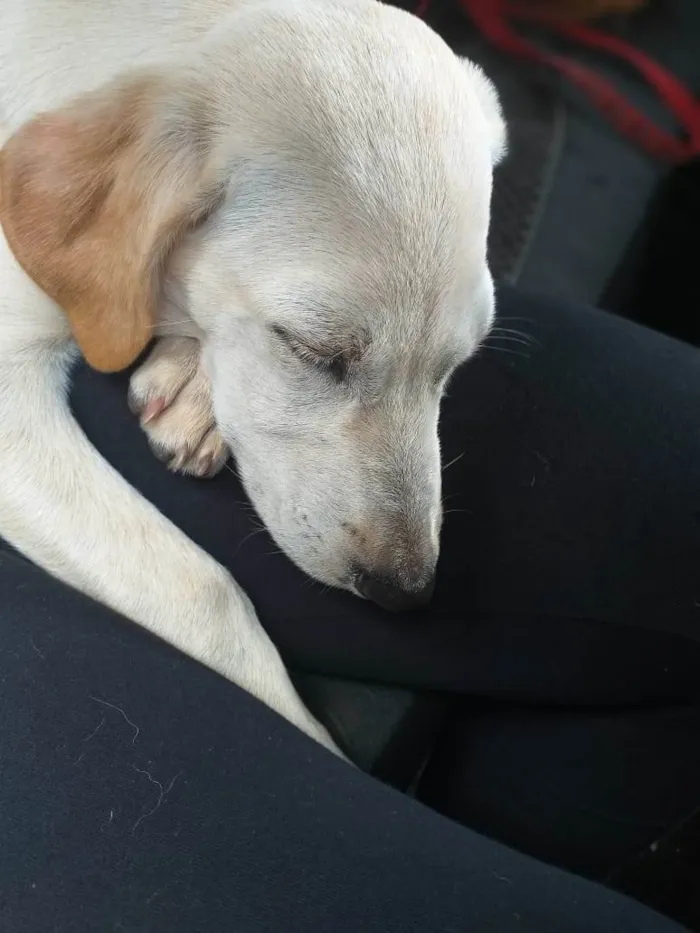 Cachorro ra a  idade 7 a 11 meses nome Dominique