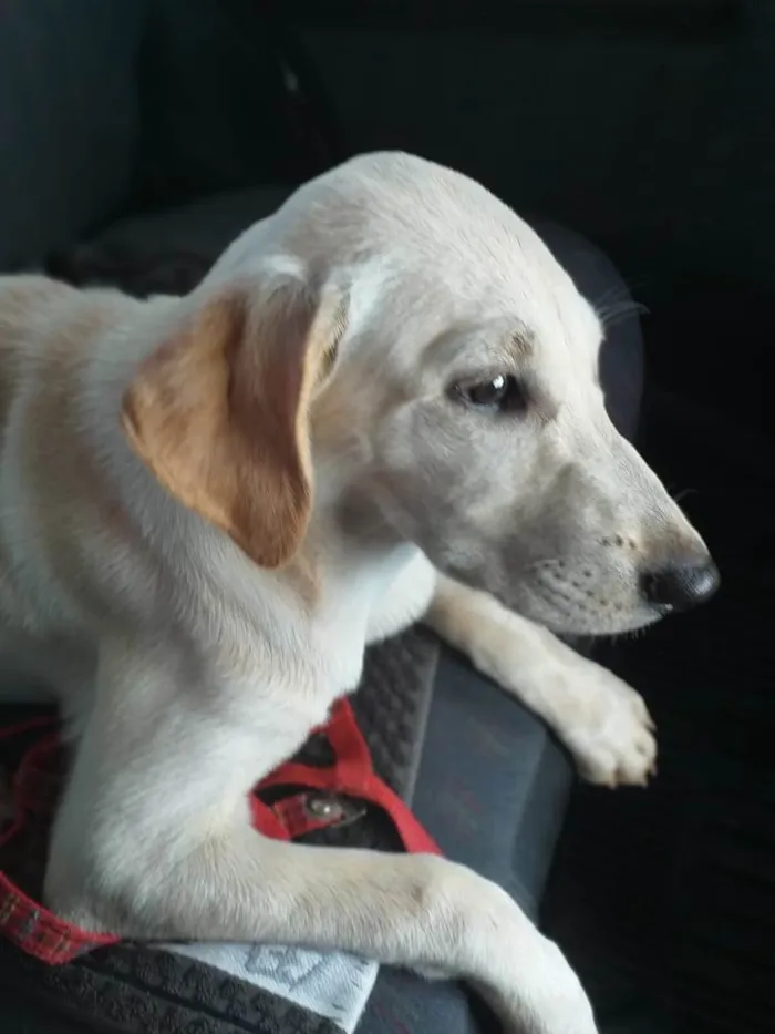 Cachorro ra a  idade 7 a 11 meses nome Dominique
