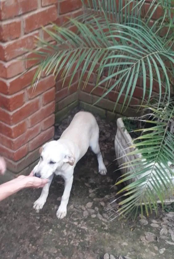Cachorro ra a  idade 7 a 11 meses nome Dominique