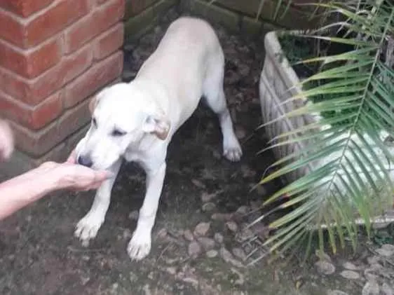 Cachorro ra a  idade 7 a 11 meses nome Dominique
