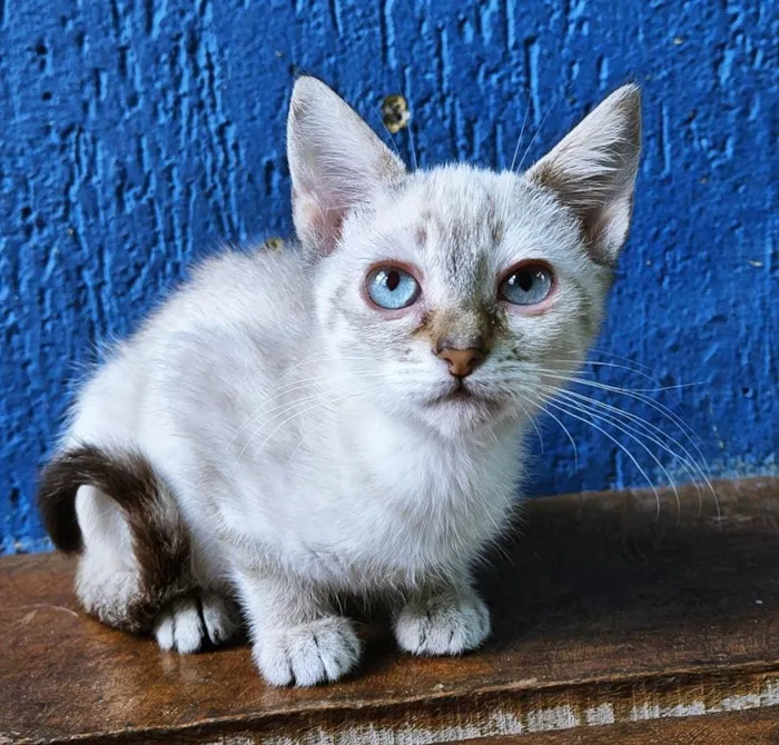 Gato raça SRD idade 2 a 6 meses nome CHIQUINHA MIX