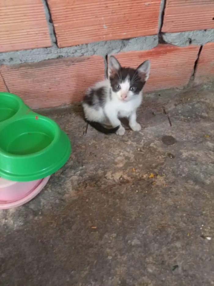 Gato ra a vira-lata idade 2 a 6 meses nome Não tem nome