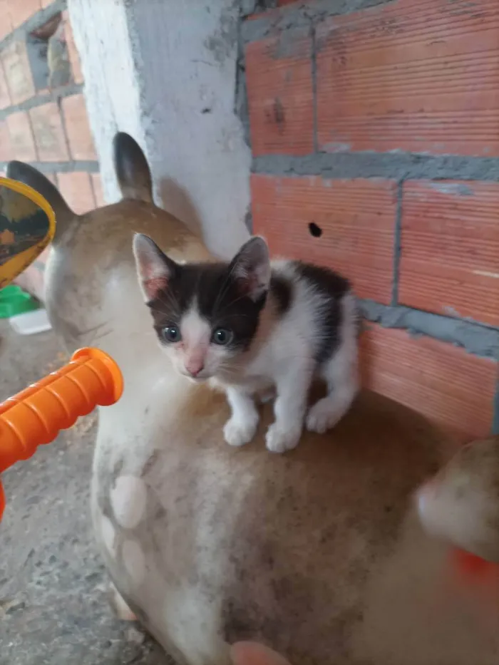 Gato ra a vira-lata idade 2 a 6 meses nome Não tem nome