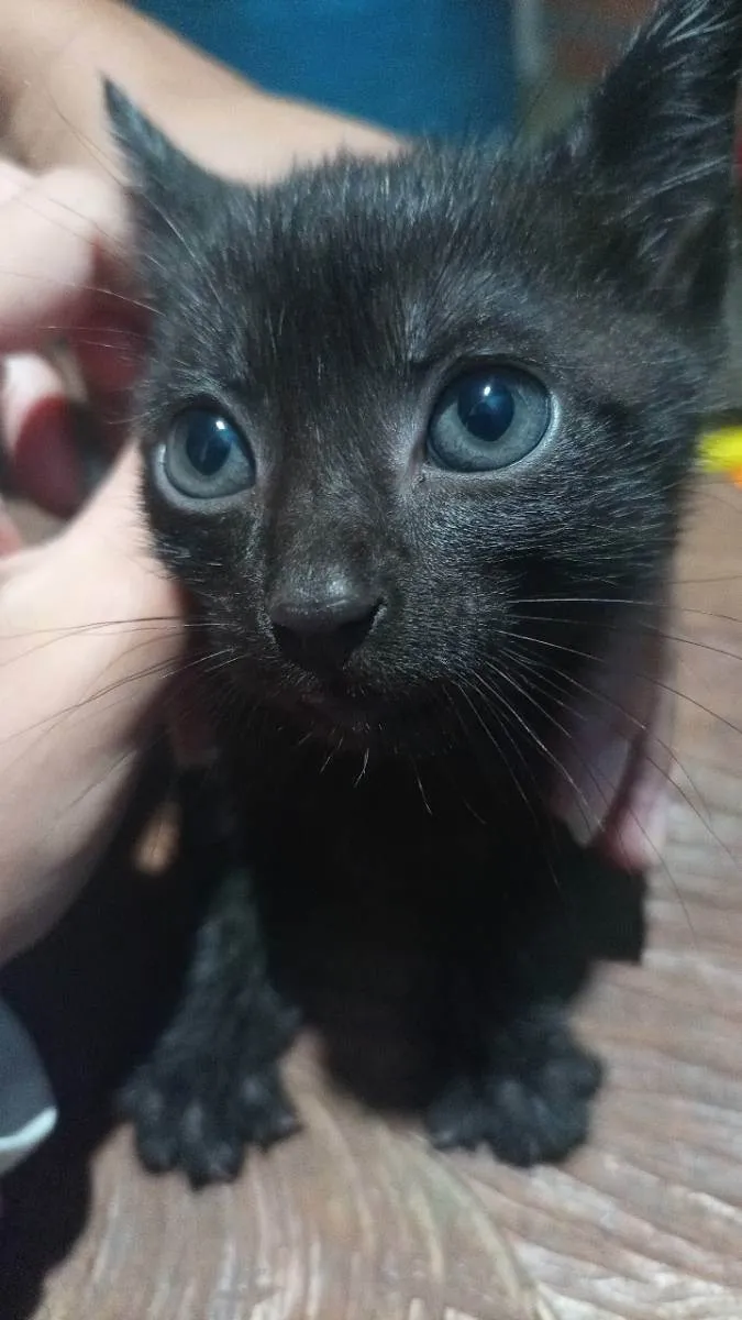 Gato ra a vira-lata idade 2 a 6 meses nome Não tem nome