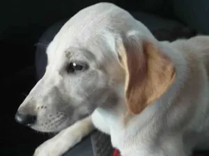 Cachorro raça  idade 7 a 11 meses nome Dominique