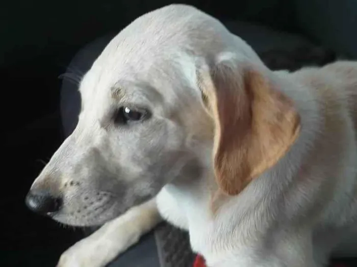 Cachorro ra a  idade 7 a 11 meses nome Dominique