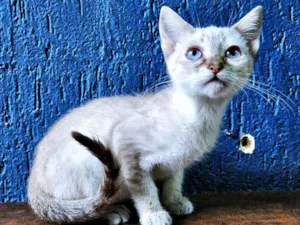 Gato raça SRD idade 2 a 6 meses nome CHIQUINHA MIX