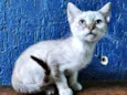 Gato raça SRD idade 2 a 6 meses nome CHIQUINHA MIX