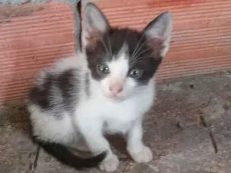 Gato ra a vira-lata idade 2 a 6 meses nome Não tem nome