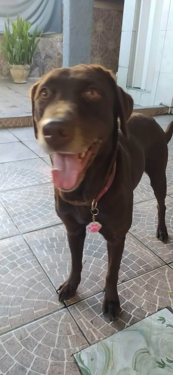 Cachorro ra a Labrador  idade 4 anos nome Belle