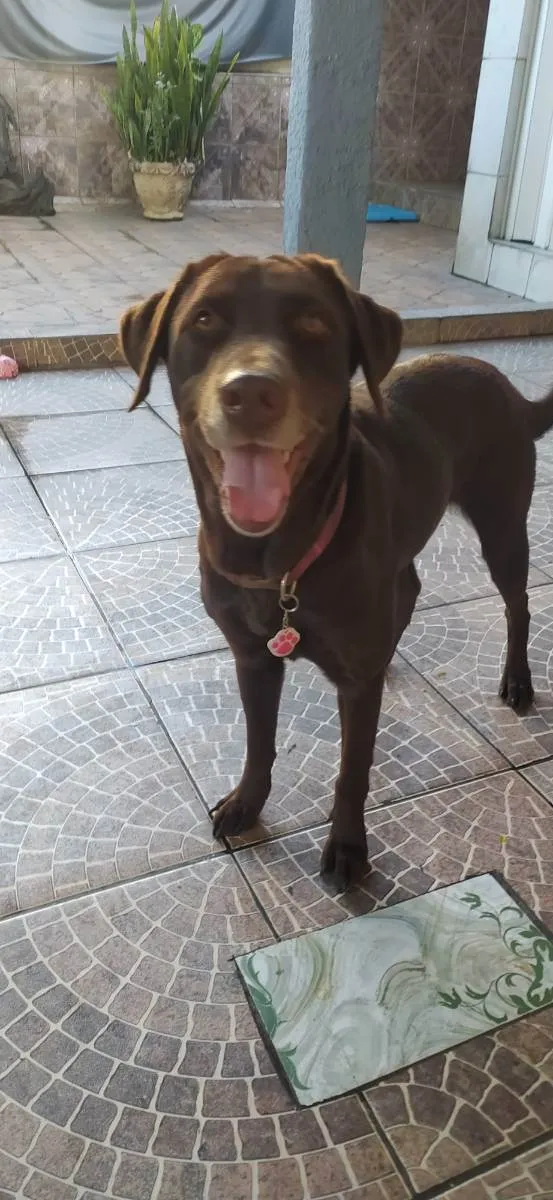 Cachorro ra a Labrador  idade 4 anos nome Belle