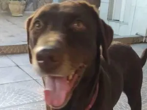 Cachorro raça Labrador  idade 4 anos nome Belle