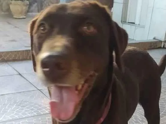 Cachorro ra a Labrador  idade 4 anos nome Belle