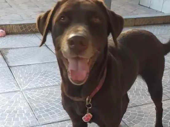 Cachorro ra a Labrador  idade 4 anos nome Belle