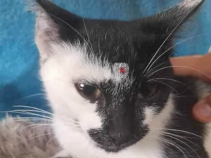 Gato raça SRD  idade 2 a 6 meses nome Sem nome
