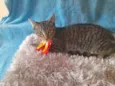 Gatinho para doação 