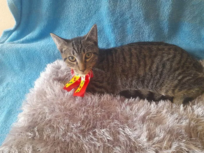 Gato ra a SRD  idade 2 a 6 meses nome Gatinho para doação 