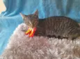 Gatinho para doação