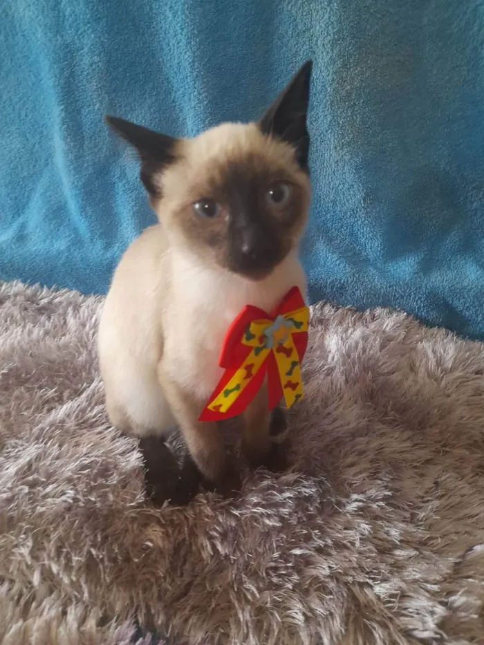 Gato ra a SRD  idade 2 a 6 meses nome Gatinho para doação 