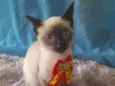 Gatinho para doação 