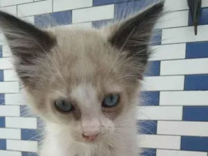 Gato raça Não definida idade 2 a 6 meses nome Kiara