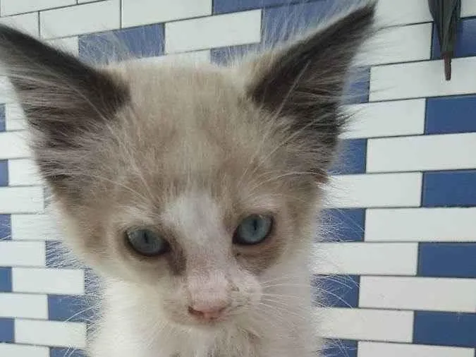 Gato ra a Não definida idade 2 a 6 meses nome Kiara