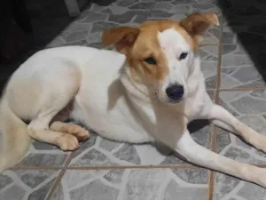 Cachorro raça INDEFINIDO idade 7 a 11 meses nome BRANCA 